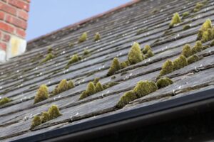 green moss growing on a slate tile roof - how to remove algae from a roof