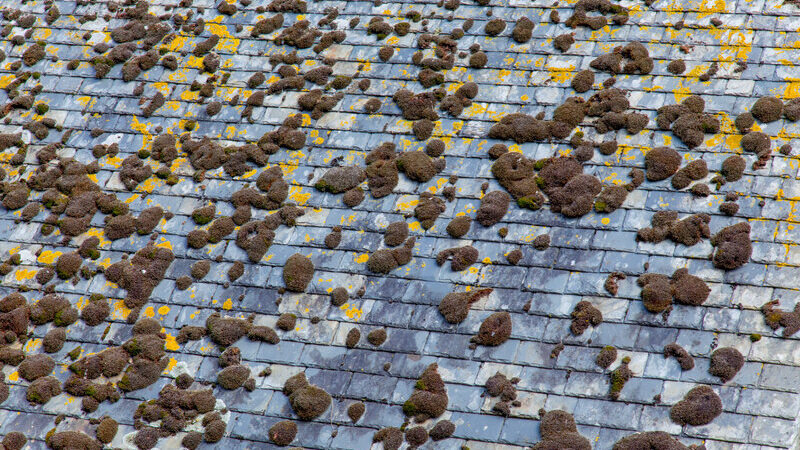 Old shingle roof with moss and lichen growth